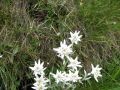 Edelweiss